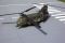 CH-47 Chinook -3.jpg